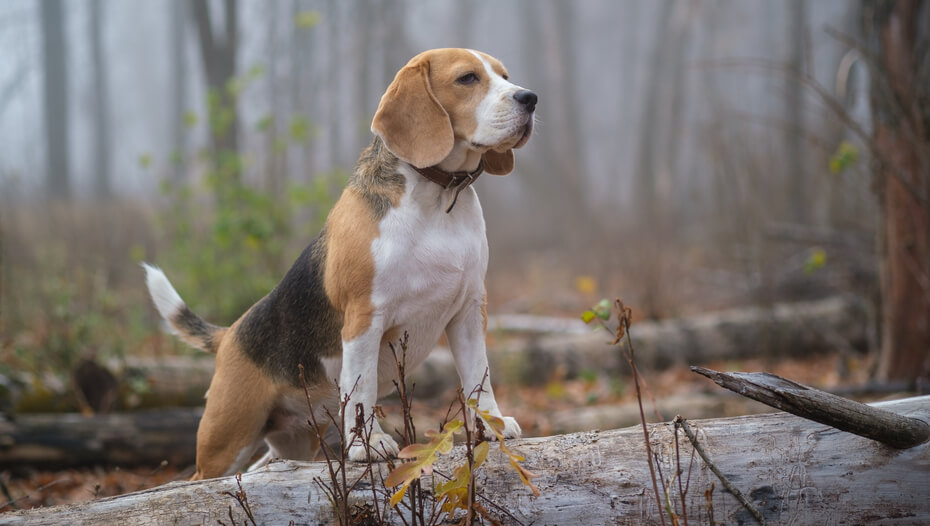 Show me a beagle hot sale dog